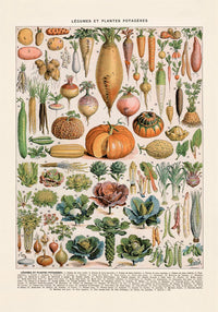Légumes et Plantes Potagères Poster – Gemüse Botanisch Fine Art Canvas — Ansicht 4