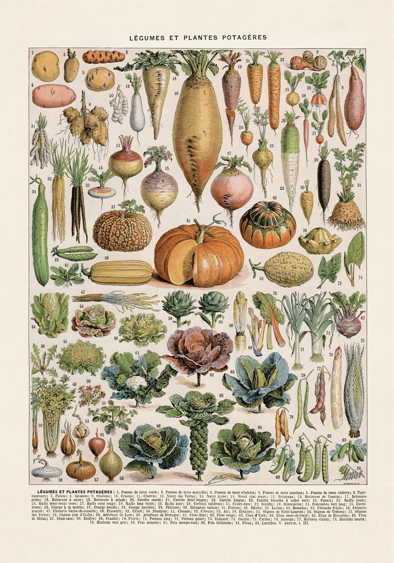 Légumes et Plantes Potagères Poster – Gemüse Botanisch Fine Art Canvas — Ansicht 4