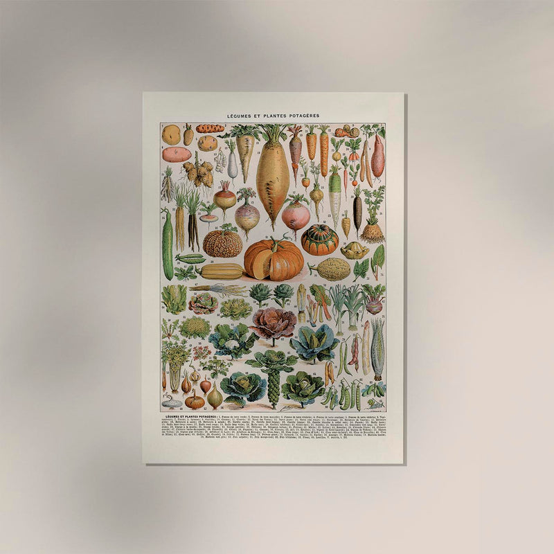 Légumes et Plantes Potagères Poster – Gemüse Botanisch Fine Art Canvas — Ansicht 3