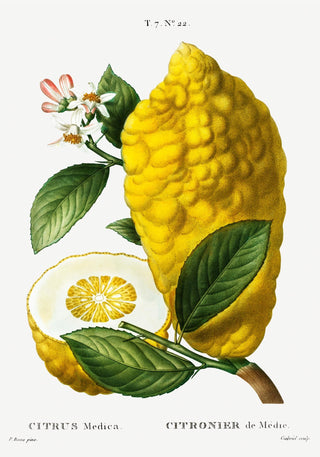 Citrus Medica Vintage Chart – Botanical | Fine Art | Canvas