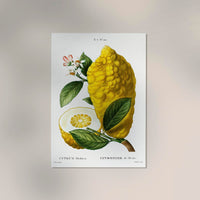 Citrus Medica Vintage Chart – Botanische Fine-Art Wanddeko in 6 Größen — Ansicht 2