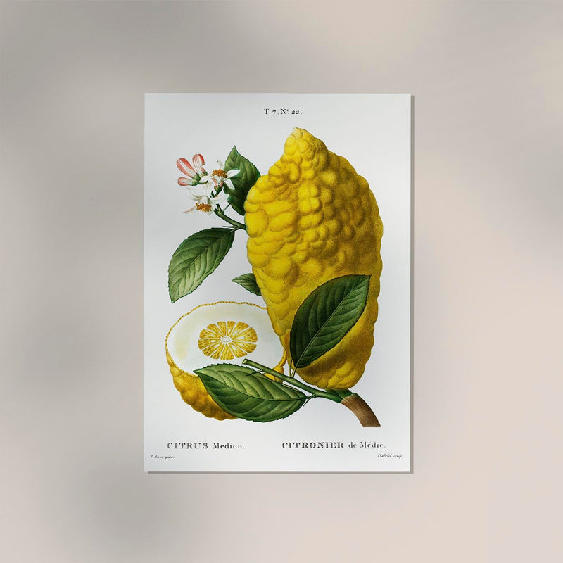 Citrus Medica Vintage Chart – Botanische Fine-Art Wanddeko in 6 Größen — Ansicht 2