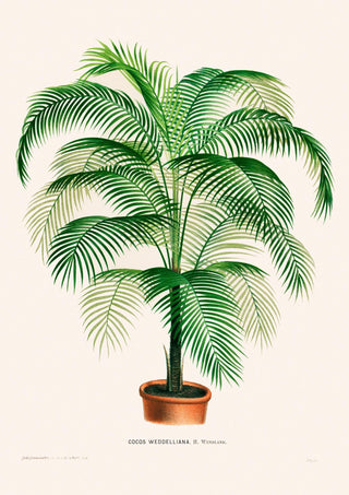 Coco Weddelliana Palm Tree – Fine Art Print | Botanische Studie | Ausstellungsposter