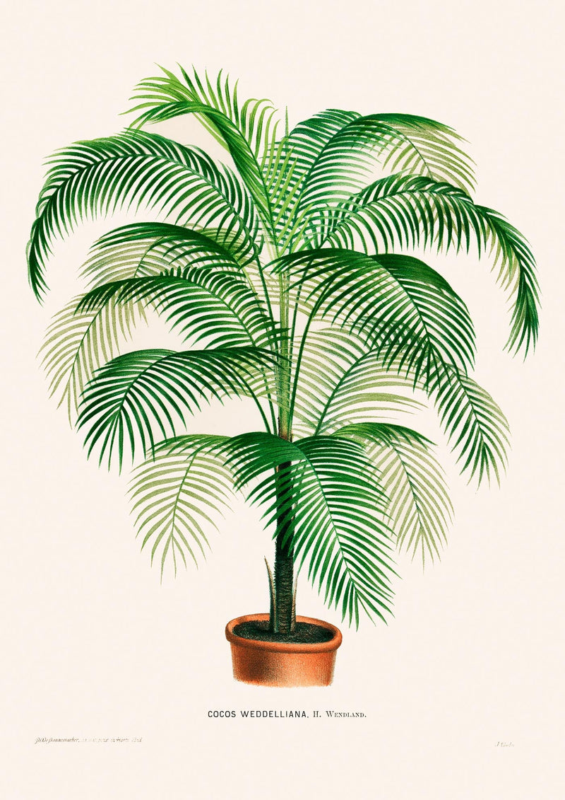 Coco Weddelliana Palm Tree – Fine Art Print | Botanische Studie — Ansicht 3
