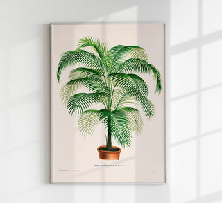 Coco Weddelliana Palm Tree – Fine Art Print | Botanische Studie | Ausstellungsposter