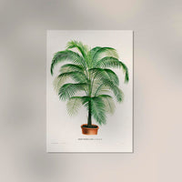 Coco Weddelliana Palm Tree – Fine Art Print | Botanische Studie — Ansicht 2