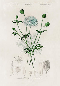 Didiscus Plant Poster – Fine Art Print Botanische Blütenillustration — Ansicht 3