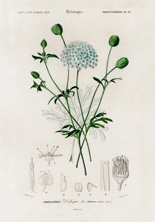 Didiscus – Plant Poster | Fine Art Print | Zarte Blütenillustration