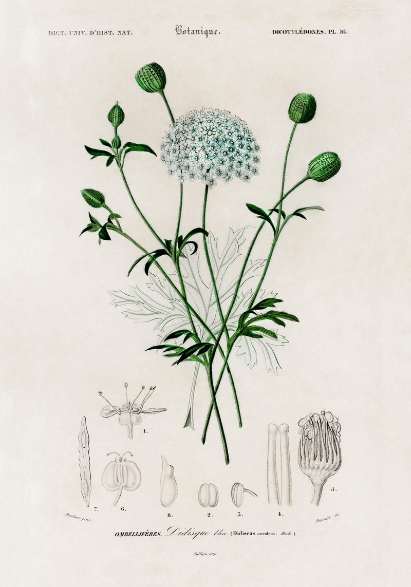 Didiscus Plant Poster – Fine Art Print Botanische Blütenillustration — Ansicht 3