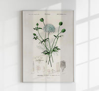 Didiscus Plant Poster – Fine Art Print Botanische Blütenillustration — Ansicht 1