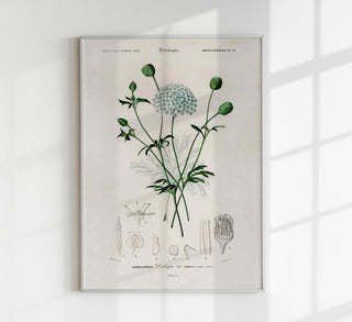 Didiscus Plant Poster – Fine Art Print Botanical Flower Illustration