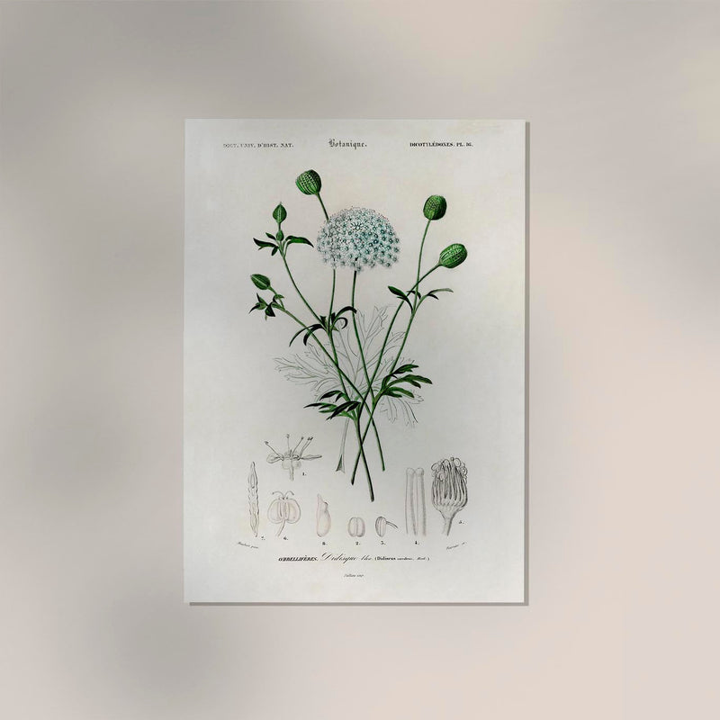 Didiscus Plant Poster – Fine Art Print Botanische Blütenillustration — Ansicht 2