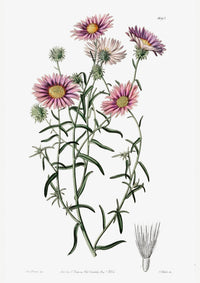 Vintage Hoary Flower Poster – Fine Art Print UV-resistent, Wandbild — Ansicht 3