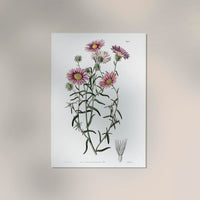Vintage Hoary Flower Poster – Fine Art Print UV-resistent, Wandbild — Ansicht 2