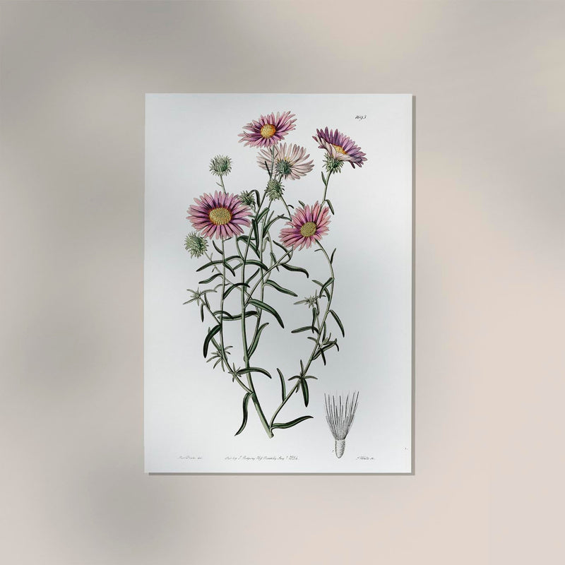 Vintage Hoary Flower Poster – Fine Art Print UV-resistent, Wandbild — Ansicht 2