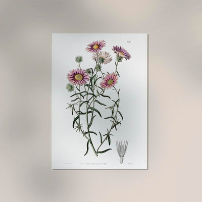 Vintage Hoary Flower Poster – Fine Art Print UV-resistant, Wall Art