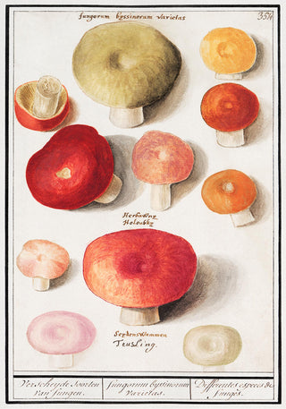 Mushroom and Funghi Chart – Botanische Illustration | Artenbestimmung | Fine Art Poster
