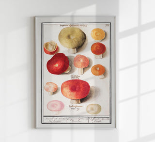 Mushroom and Funghi Chart – Botanische Illustration | Artenbestimmung | Fine Art Poster