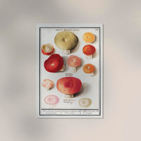 Mushroom and Fungi Chart – Botanical Illustration for Mushroom Identification | Fine Art Poster — Ansicht 2