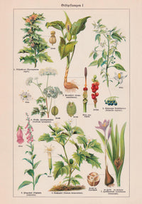 Poisonous and Toxic Plants I – Chromolithograph — Ansicht 3