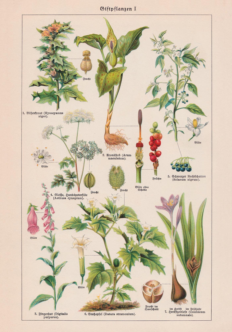 Poisonous and Toxic Plants I – Chromolithograph — Ansicht 3