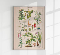 Poisonous and Toxic Plants I – Chromolithograph — Ansicht 1