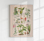 Poisonous and Toxic Plants I – Chromolithograph