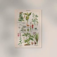 Poisonous and Toxic Plants I – Chromolithograph — Ansicht 2