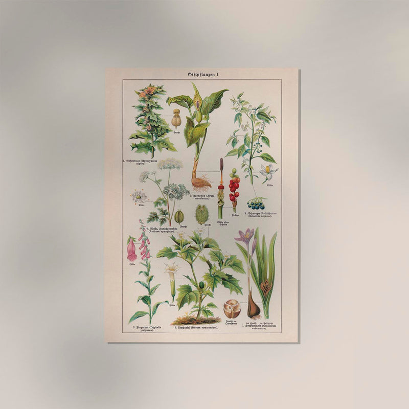 Poisonous and Toxic Plants I – Chromolithograph — Ansicht 2