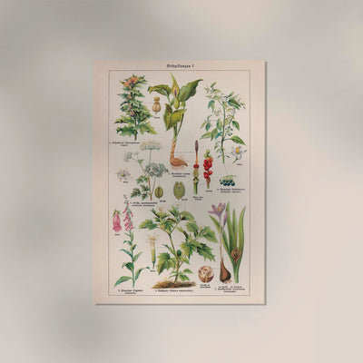 Poisonous and Toxic Plants I – Chromolithographie