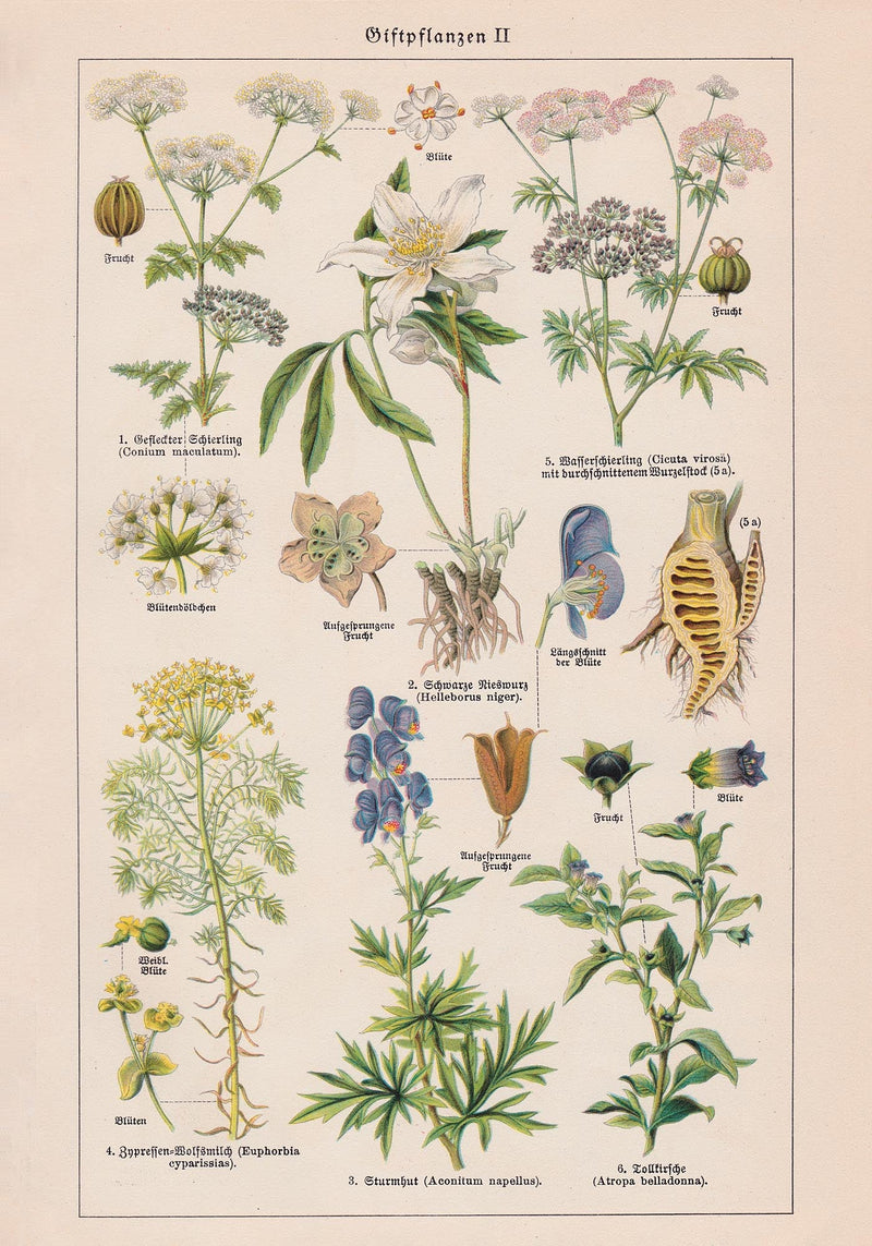 Poisonous and Toxic Plants II – Kunstdruck Chromolithograph — Ansicht 3