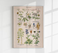 Poisonous and Toxic Plants II – Kunstdruck Chromolithograph — Ansicht 1
