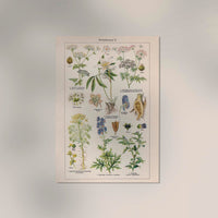 Poisonous and Toxic Plants II – Kunstdruck Chromolithograph — Ansicht 2
