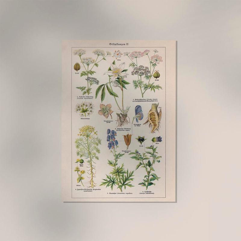 Poisonous and Toxic Plants II – Kunstdruck Chromolithograph — Ansicht 2