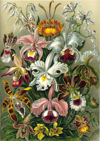 Orchideae Lilly Flowers by Ernst Haeckel Poster – Fine Art Print UV-resistent — Ansicht 3