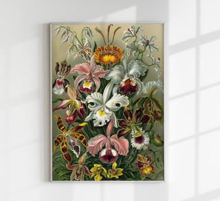 Orchideae Lilly Flowers by Ernst Haeckel Poster – Fine Art Print | Wissenschaftliche Kunst | UV-resistent