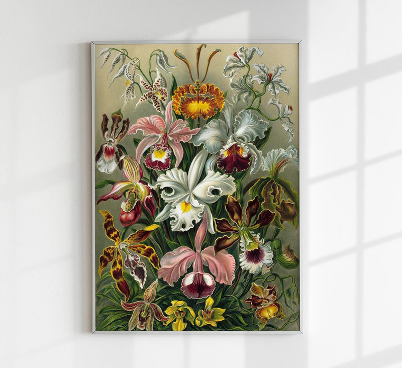 Orchideae Lilly Flowers by Ernst Haeckel Poster – Fine Art Print UV-resistent — Patroa Studio