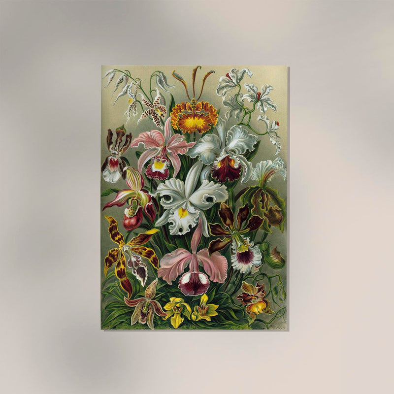 Orchideae Lilly Flowers by Ernst Haeckel Poster – Fine Art Print UV-resistent — Ansicht 2