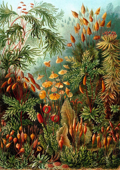 Mushroom Forest Botanical Poster by Ernst Haeckel – Handmade in Berlin