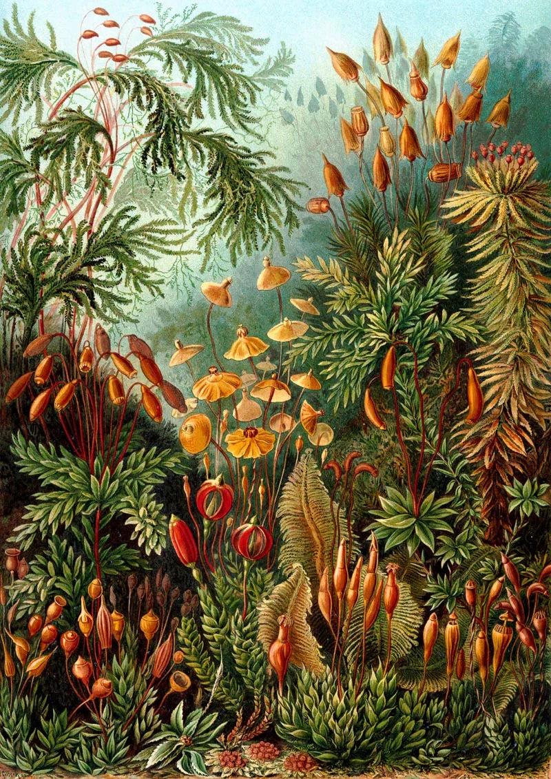 Mushroom Forest Botanical Poster by Ernst Haeckel – Handmade in Berlin — Ansicht 4