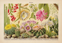 Kakteen Landscape Cactus Poster – Fine Art Canvas Botanische Wüstenlandschaft — Ansicht 3