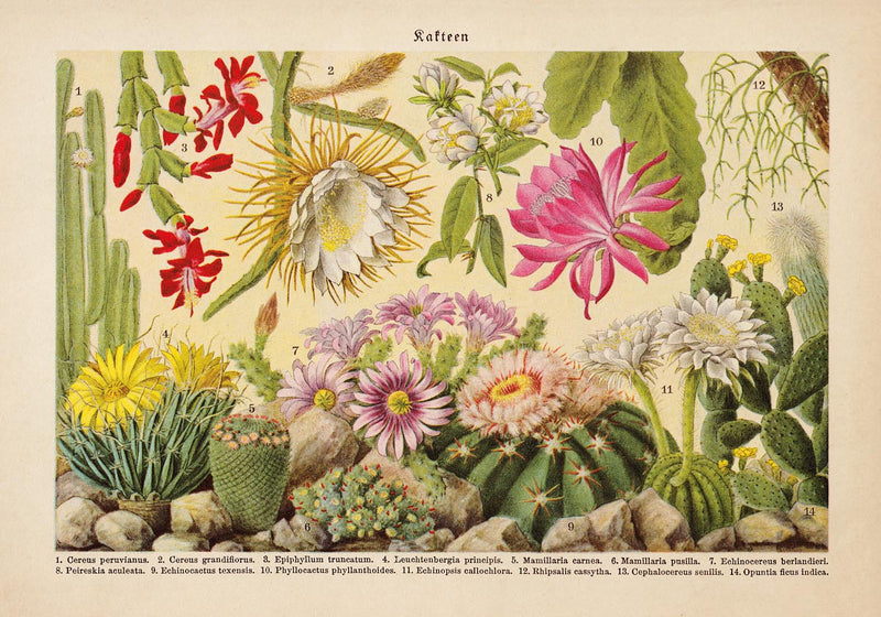 Kakteen Landscape Cactus Poster – Fine Art Canvas Botanische Wüstenlandschaft — Ansicht 3