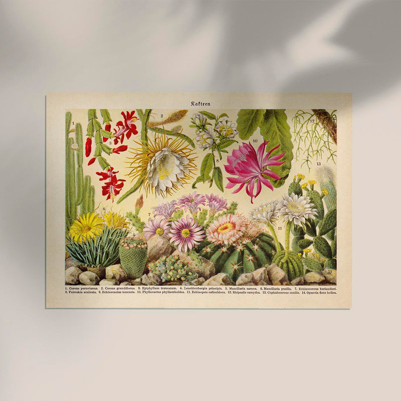Kakteen Landscape Cactus Poster – Fine Art Canvas Botanische Wüstenlandschaft — Ansicht 2