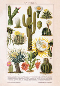 Cactus Collage Brockhaus – Vintage Botanical Art Print Handmade Berlin — Ansicht 3