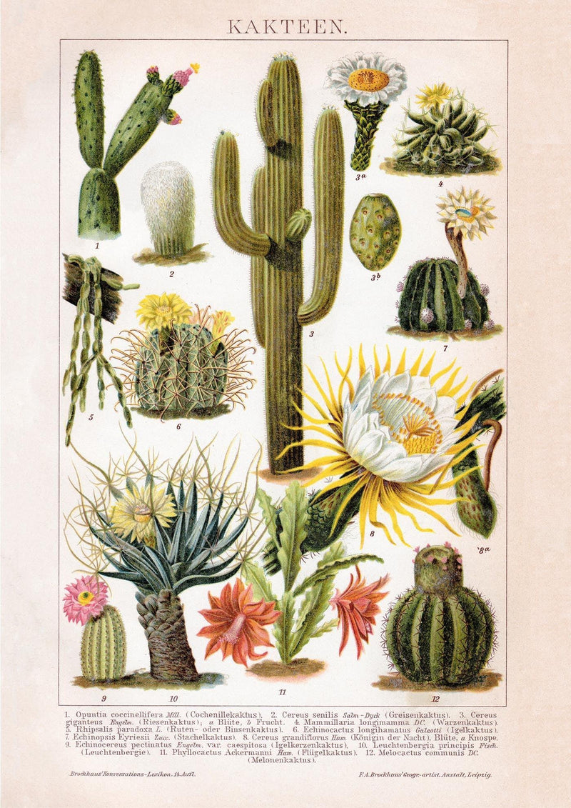 Cactus Collage Brockhaus – Vintage Botanical Art Print Handmade Berlin — Ansicht 3