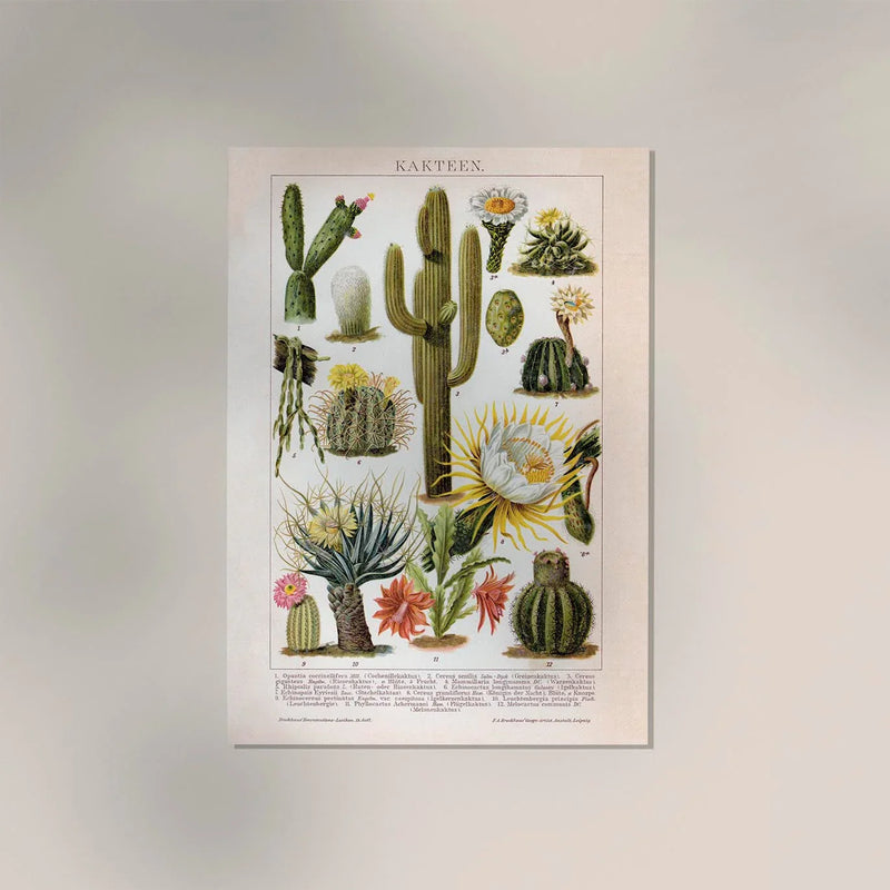 Cactus Collage Brockhaus – Vintage Botanical Art Print Handmade Berlin — Ansicht 2