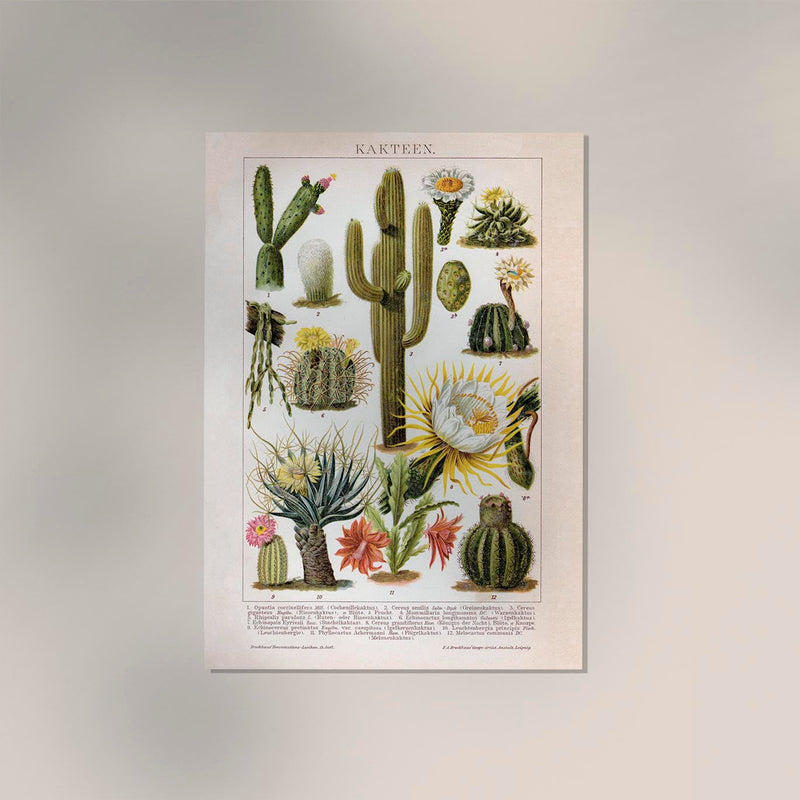 Cactus Collage Brockhaus – Vintage Botanischer Kunstdruck handgefertigt Berlin — Ansicht 2