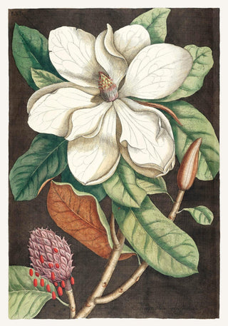 Laurel Tree and Magnolia Altissima Poster | Historische Pflanzenkunst | Handgefertigt in Berlin
