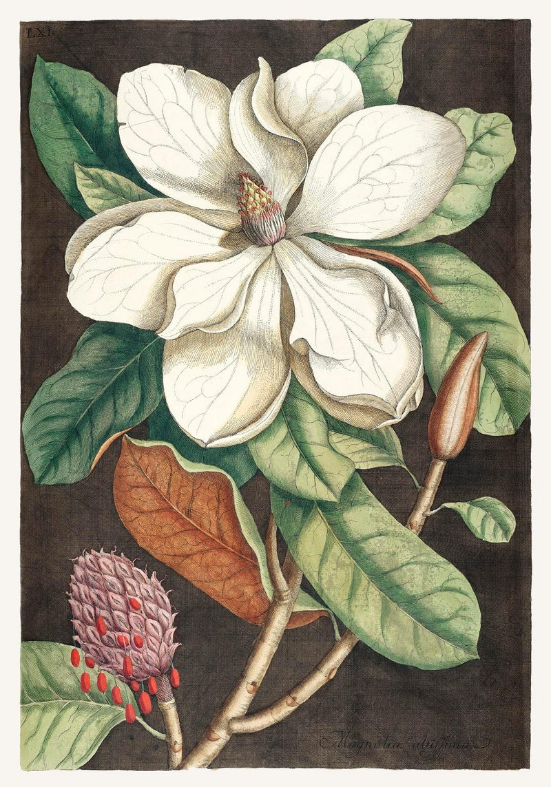 Laurel Tree and Magnolia Altissima Poster – Botanical Art Prints Handcrafted Berlin — Ansicht 3