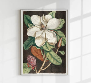 Laurel Tree and Magnolia Altissima Poster | Historical Plant Art | Handmade in Berlin